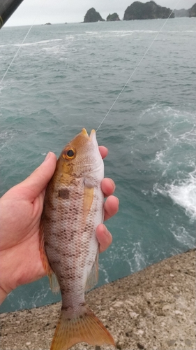 イトフエフキの釣果