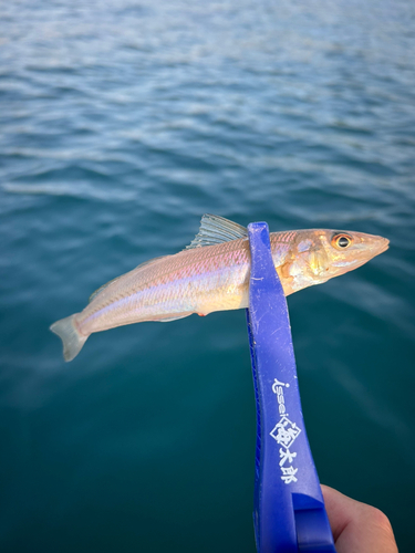 シロギスの釣果