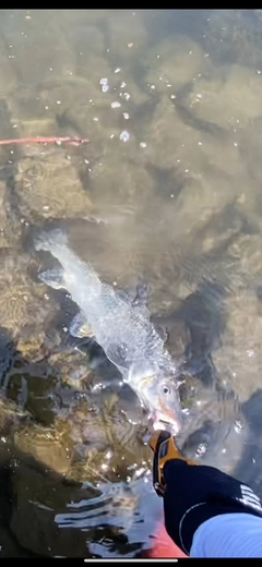 ニゴイの釣果