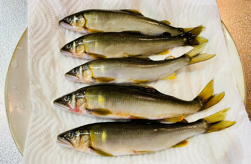 アユの釣果