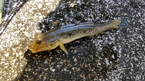 マハゼの釣果