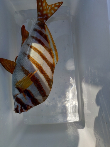 タカノハダイの釣果