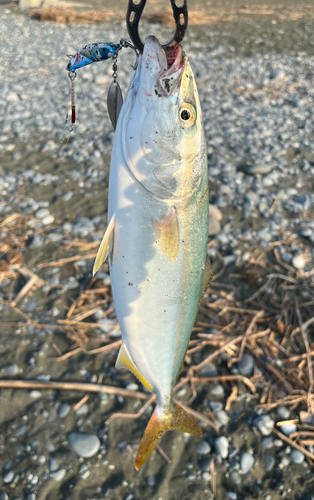 イナダの釣果