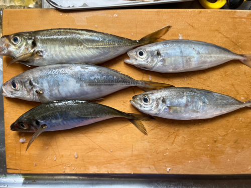 アジの釣果