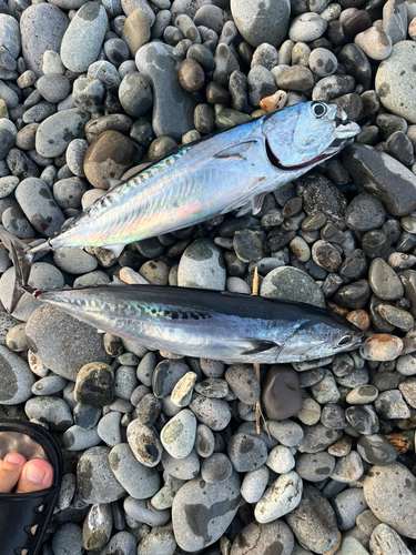 ソウダガツオの釣果