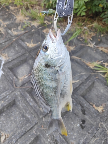 キビレの釣果