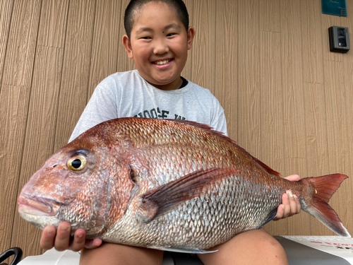 マダイの釣果