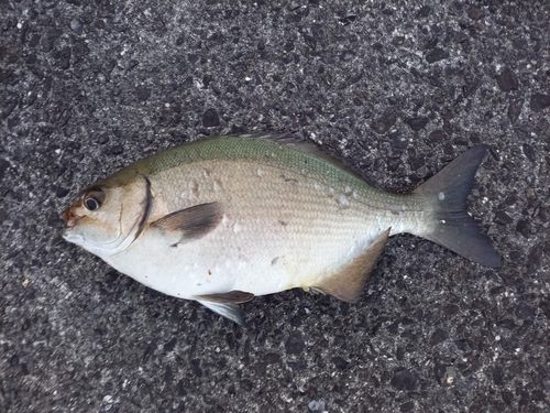 イスズミの釣果