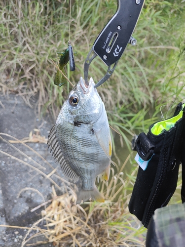 キビレの釣果