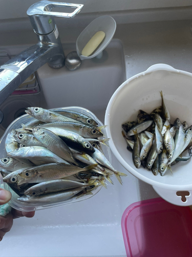 アジの釣果