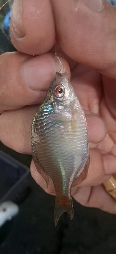 タイリクバラタナゴの釣果