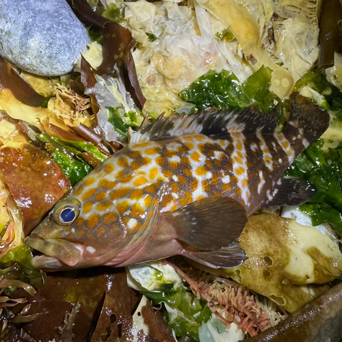 アコウの釣果