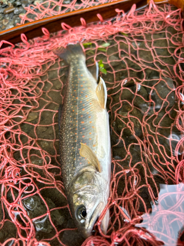 オショロコマの釣果