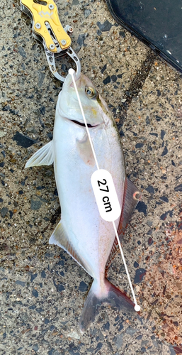 ショゴの釣果