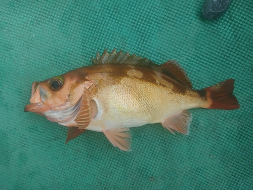 オキメバルの釣果