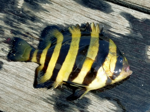 サンバソウの釣果