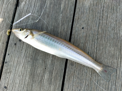 キスの釣果