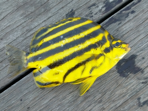 カゴカキダイの釣果