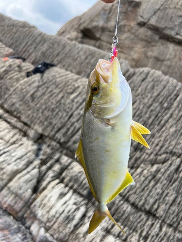 ツバスの釣果