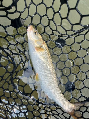 ウグイの釣果