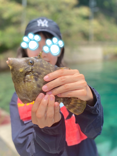 カワハギの釣果