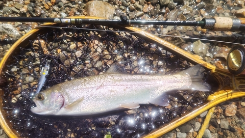 ニジマスの釣果