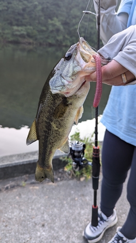 ブラックバスの釣果