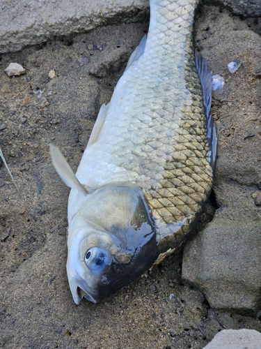 ヘラブナの釣果