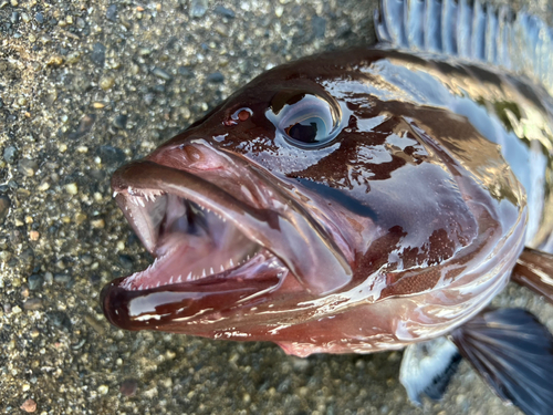 マハタの釣果