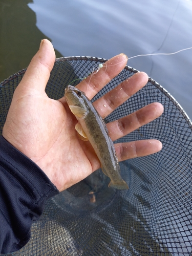 マハゼの釣果