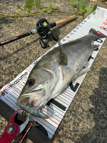 シーバスの釣果