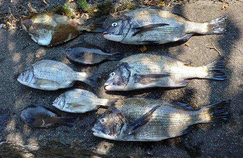 クロダイの釣果