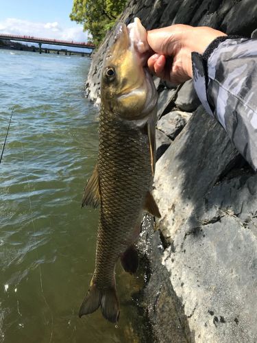 ニゴイの釣果