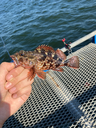 カサゴの釣果