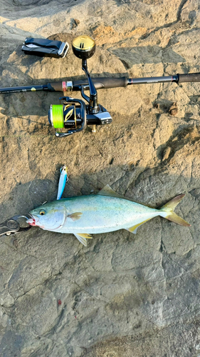 ワカシの釣果