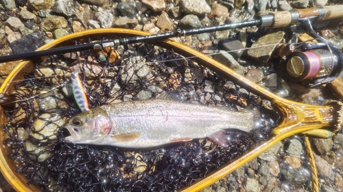 ニジマスの釣果