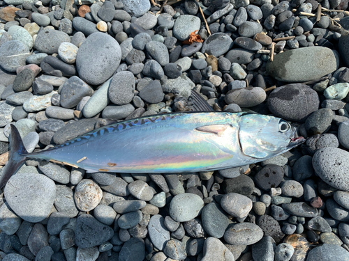 ソウダガツオの釣果