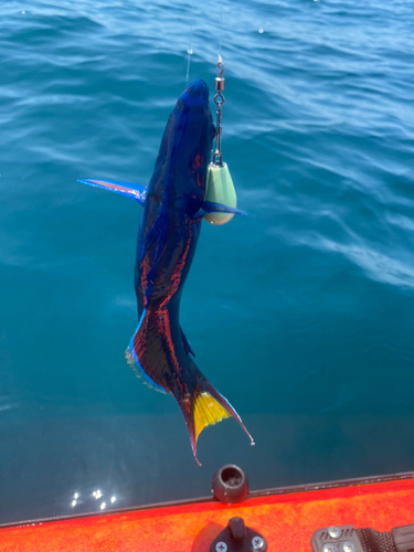 オトメベラの釣果