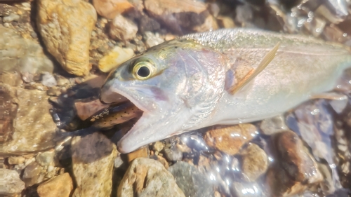 ニジマスの釣果