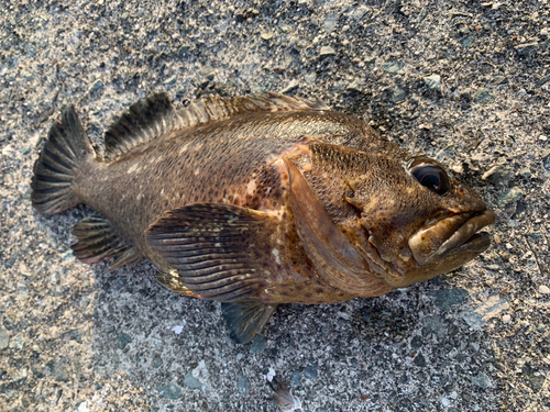 ソイの釣果