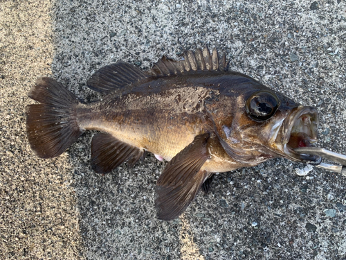 メバルの釣果