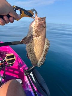 オオモンハタの釣果