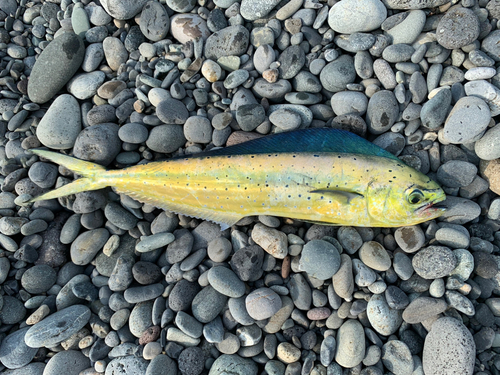 シイラの釣果