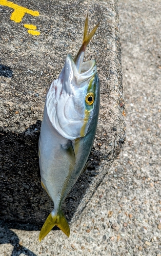 ツバスの釣果