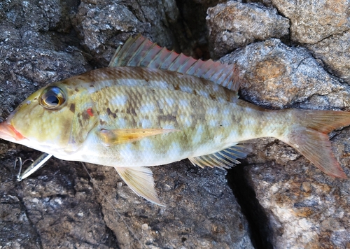 ムネアカクチビの釣果