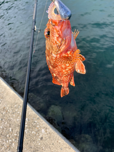 カサゴの釣果