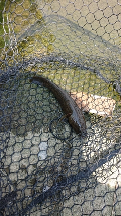 カワアナゴの釣果