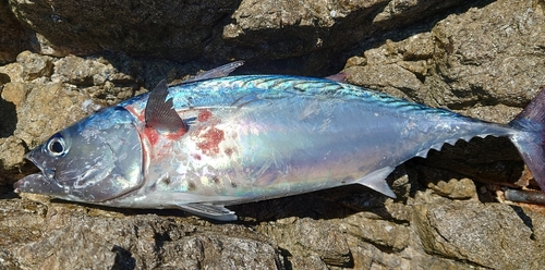 スマガツオの釣果