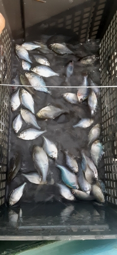 タイリクバラタナゴの釣果