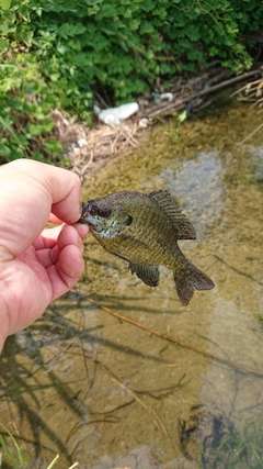 ブルーギルの釣果